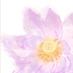 桜流