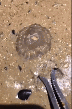 96045721569eb5d246f2814.66614372-208171.gif