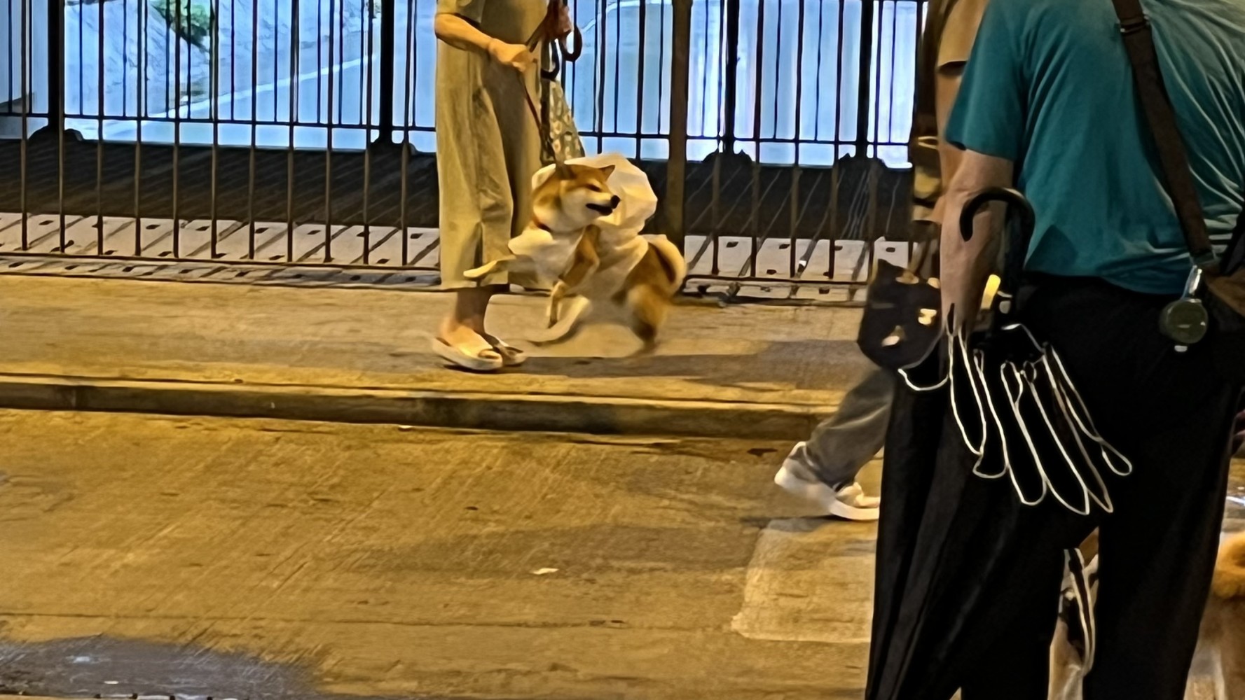 1813301854681b7521a91b13.97096609-264356.jpeg