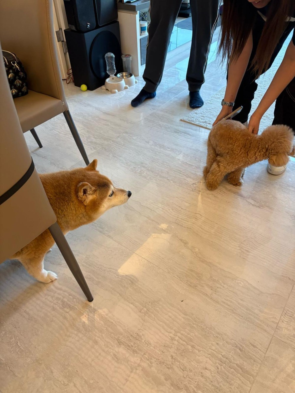 1818006050692f1f717490e6.73028147-264356.jpeg