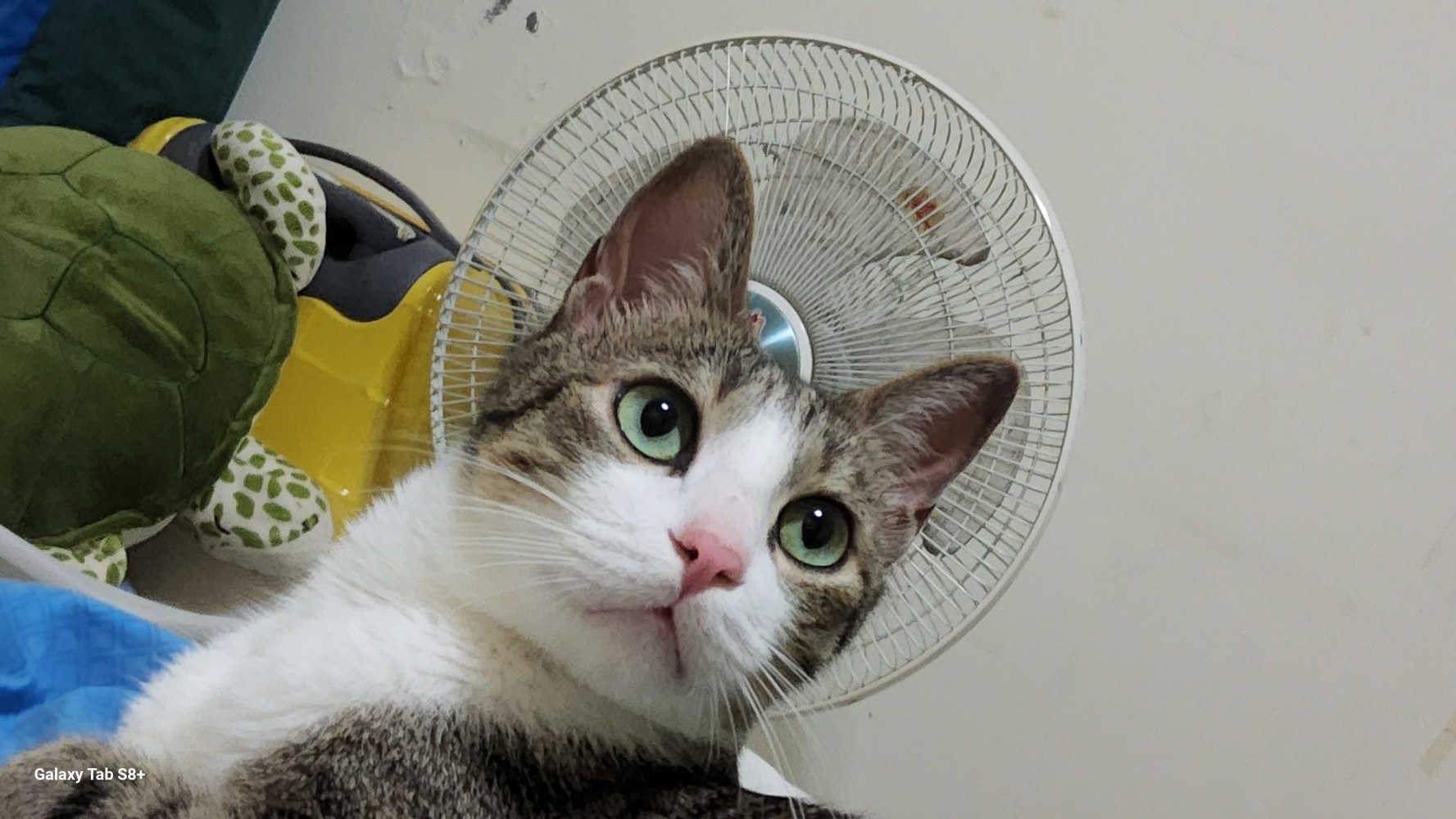 1261068080684d1bd4d19fd7.30612706-270919.jpeg