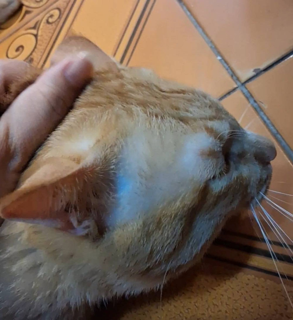 5778566076a6766fcc9ded5.56059362-271782.jpeg