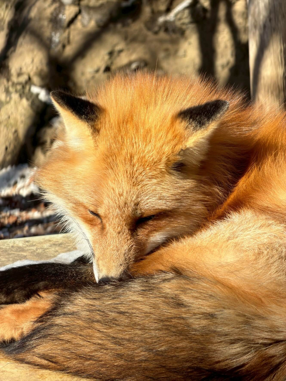 1151262486698f2185c970e2.82445376-308853.jpeg