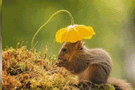 4956205556a414761eaed40.75518347-363007.gif